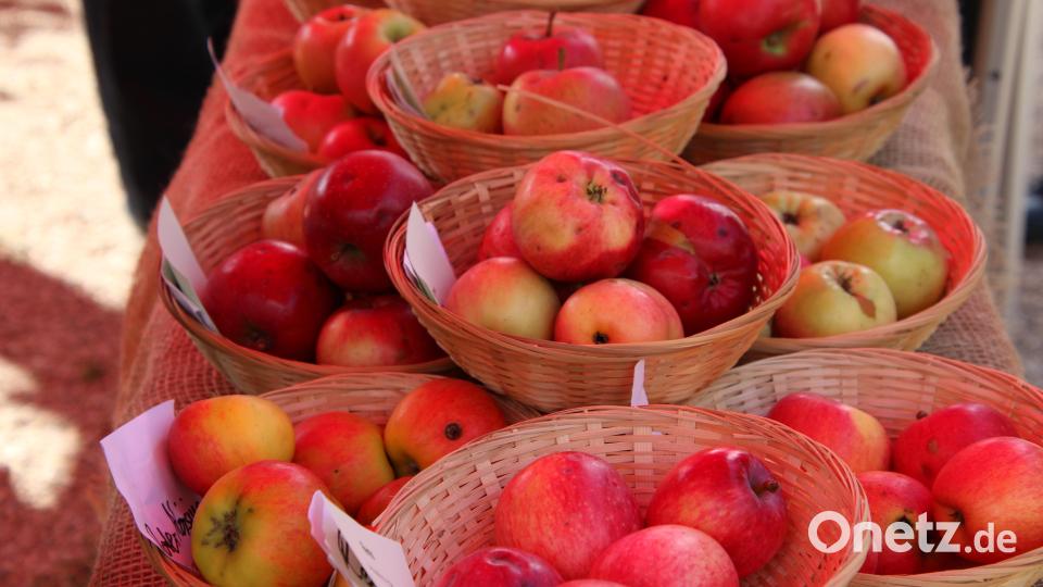 70 verschiedene Apfelsorten wurden bei der Obstbörse präsentiert. Bild: kro
