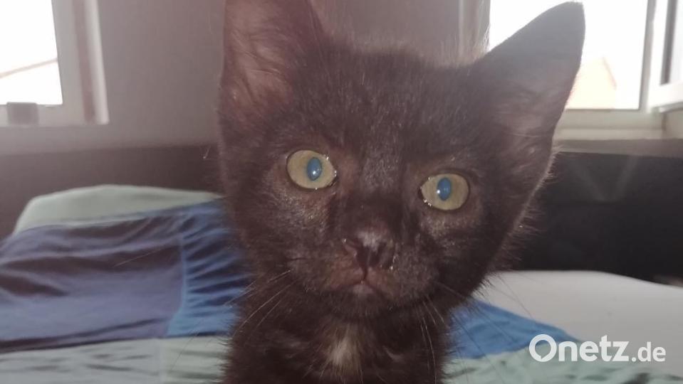 Diese lieben Kätzchen suchen vor dem Winter ein liebevolles Zuhause und die Katzenhilfe braucht finanhielle Unterstützung und auch Sachspenden wie Katzenfutter, Einlagen, Streu und vieles mehr. Bild: sei