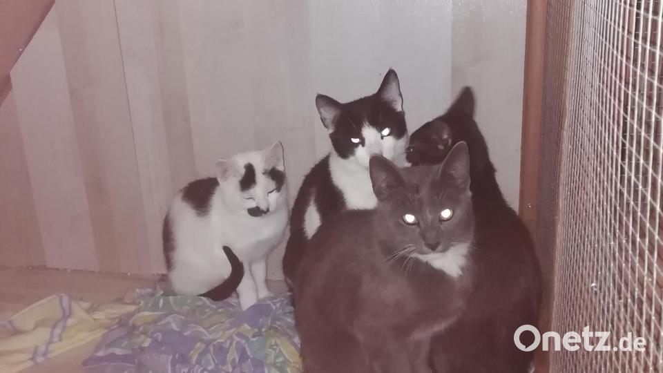 30 Katzen sind bei Nadine Hummel oder Pflegefamilien untergebracht, diese brauchen bald ein neues Zuhause. Bild: sei