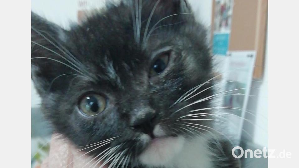 Das Elend der Katzen ist groß 30 Katzen brauchen ein neues Zuhause und die Katzenhilfe Kaltenbrunn dringend finanzielle Hilfe und Sachspenden. Und das nicht nur einmalig sondern ständig. Bild: sei