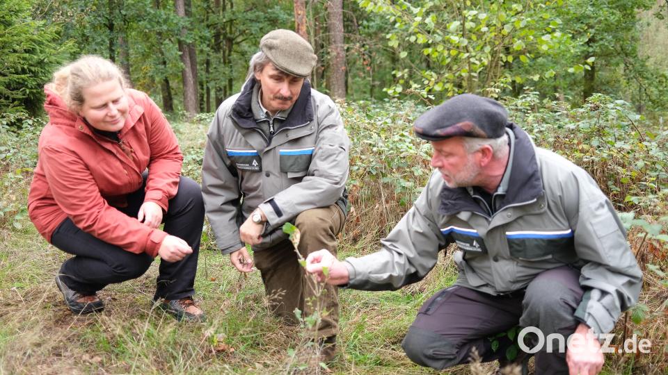 Der Wald verjüngt sich von selbst. Die Forstdirektoren Alwin Kleber und Michael Roßkopf sowie Yvonne Wolfrum von der Waldbesitzervereinigung (von rechts) knieen vor einer Stieleiche, die ein Eichelhäher beim Anlegen von Vorräten „gepflanzt“ hat. Bild: Hirsch