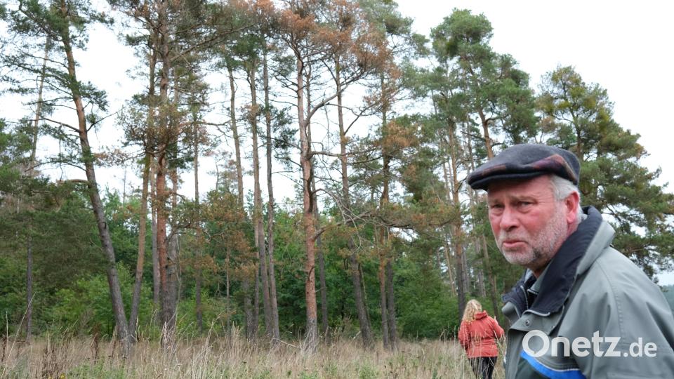 Rote Flecken im Kiefernwald: In dieser Dramatik hat Forstdirektor Alwin Kleber das Baumsterben noch nicht erlebt. Bild: Hirsch