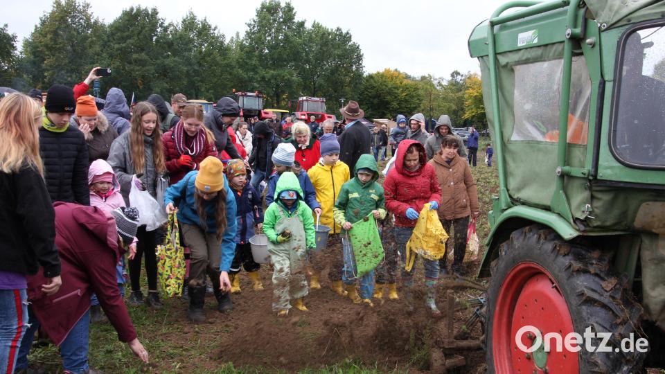 &quot;Völkerwanderung&quot; auf dem Kartoffelfeld: Beim &quot;Kartoffelklauben&quot; machten vor allem viele Kinder mit. Bild: kro