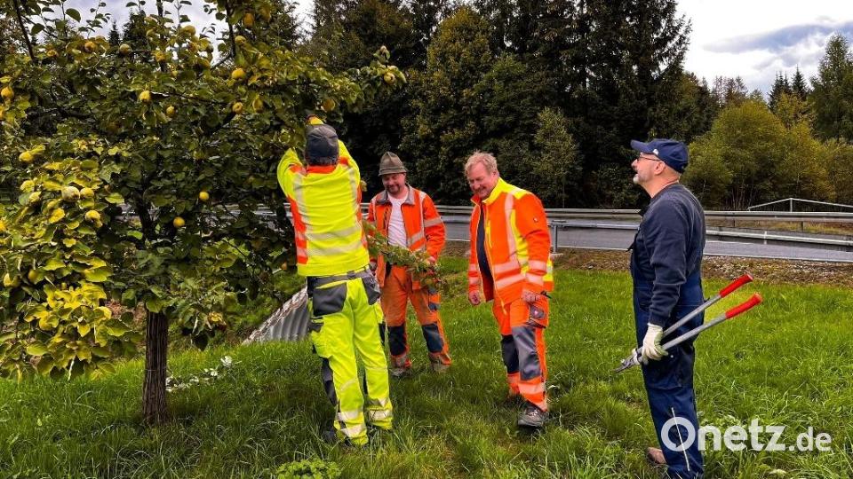 Theo Schiener zeigten den Bauhofmitarbeitern beim Insektenhotel am Fahrradweg Richtung Brand die Grundbegriffe des richtigen Baumschnitts und die Besonderheiten der Ebnather Obstbäume. Bild: soj