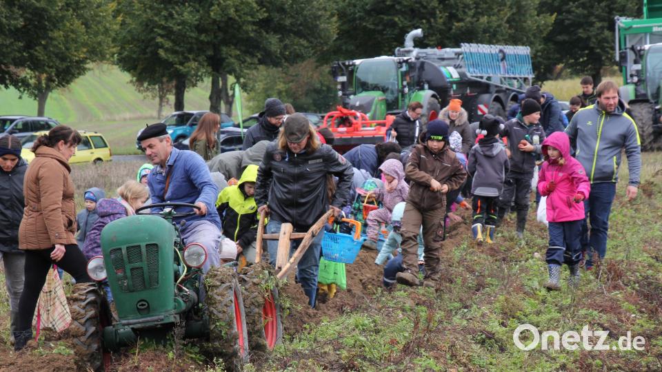 Kartoffelernte wie ganz früher mit einem Pflug. Bild: kro