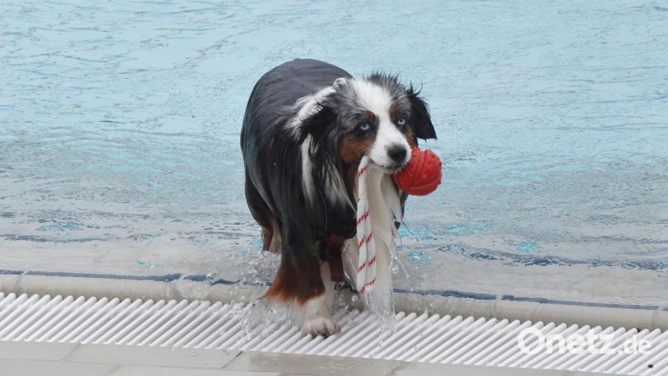 Ob Baden zu den Lieblingsbeschäftigungen dieses Hundes gehört, ist unbekannt. Restlos begeistert scheint er aber nicht zu sein. Bild: Hirsch