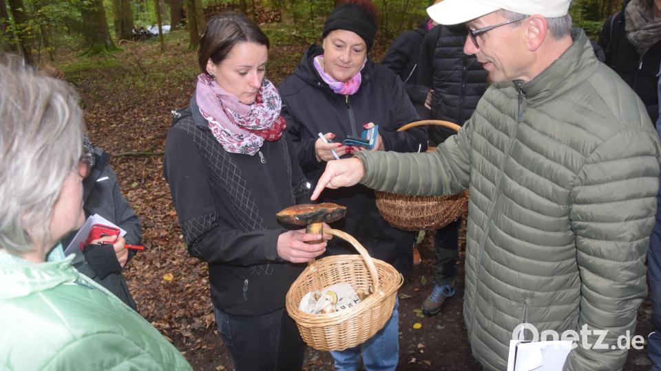 "Der sieht gar nicht so aus, aber er ist gut und essbar", diagnostiziert Stefan Hartwig angesichts des Pilzfundes der jungen Parksteinerin. Bild: fz