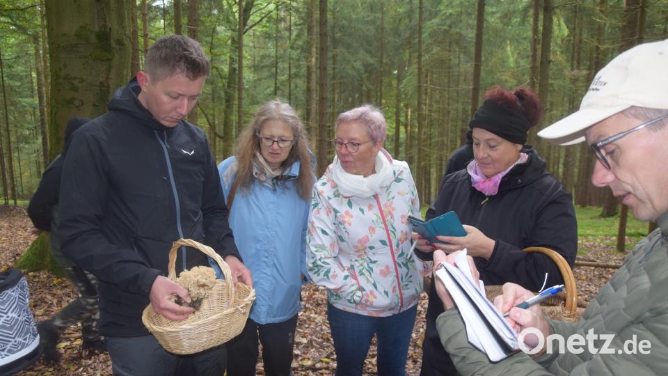 Eine Krause Glucke, notiert Stefan Hartwig. Der Pilz ist ideal zur Zubereitung eines "Beamtenschnitzels". Bild: fz