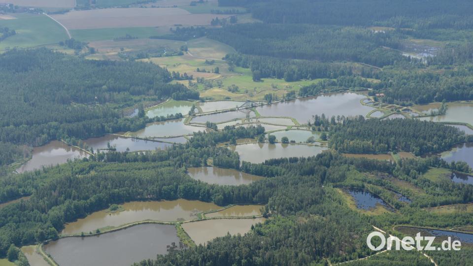 Landtagsabgeordnete Anna Schwamberger aus Bärnau bringt die Reaktivierung der Bahnstrecke Wiesau/Tirschenreuth ins Gespräch. Die Bahngleise würden durch das Naturschutzgebiet Waldnaabaue (im Bild) verlaufen. Auch für den beliebten Vizinalbahnradweg, der zur Himmelsleiter führt, sollen Alternativen geschaffen werden. Bild: mür