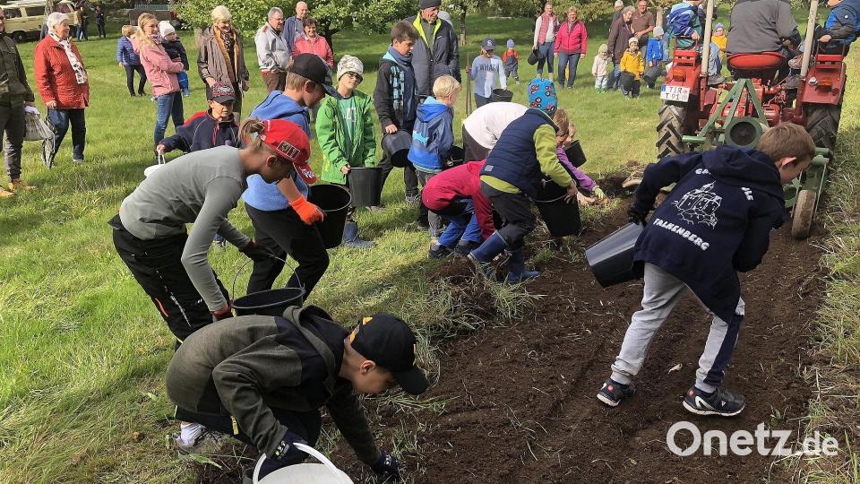Nachdem die Feldfrüchte aus dem Boden geholt waren, machten sich die Kinderhände an die Arbeit. Bild: wro