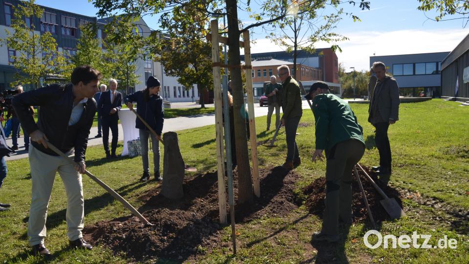 Mit vereinten Kräften der Anwesenden war der Baum samt Basalstele schnell in der Erde. Bild: dob