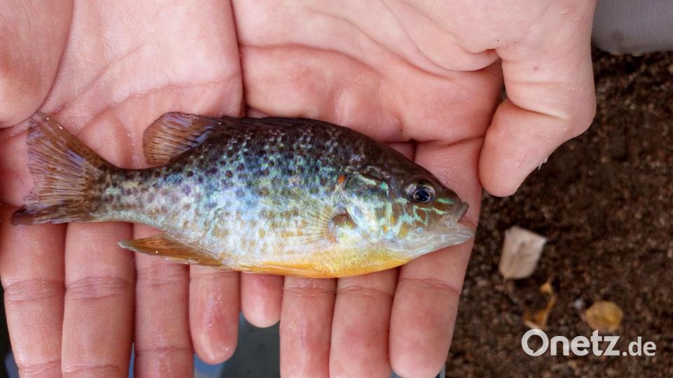 Der Sonnenbarsch gehört nicht in unsere Gewässer. Ein Neozoon der sich immer mehr ausbreitet. Bild: oe