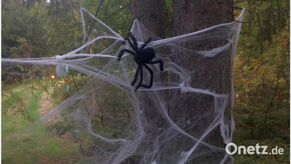 Im geheimnisvollen Netz haust eine große gefährliche Spinnendame. Bild: wro