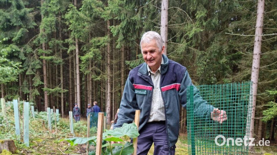 Revierförster Melzer präsentierte den &quot;Klimabaum&quot;, der in diesem Jahr schon mächtig zugelegt hat. Bild: lym