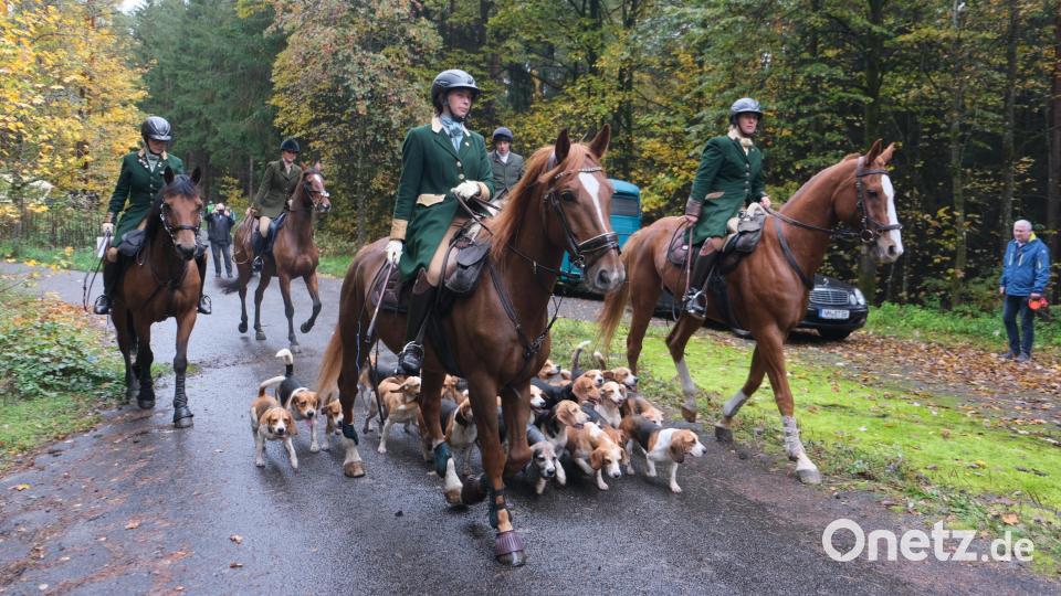 Die Geiseltaler Beagle-Meute, aus Sachsen-Anhalt angereist, war ein wichtiger Bestandteil der Schleppjagd. Bild: usc