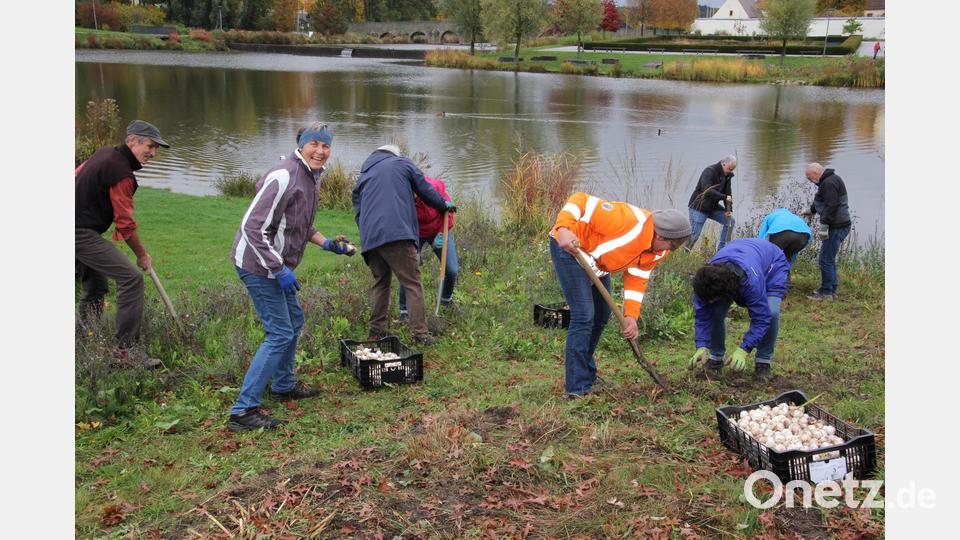 Rund 11.000 Blumenzwiebeln wurden am Samstag im Fischhofpark von rund 30 Freiwilligen gesteckt. Der Park soll im kommenden Sommer in Blau-Weiß erblühen. Bild: kro