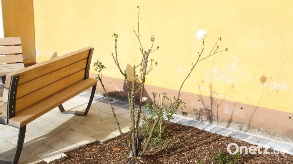 Um welche Rosensorte handelt es sich hier? Die Stadt Pressath bittet auch die Bevölkerung um Hilfe, um das Rätsel zu lösen. Bild: bjp