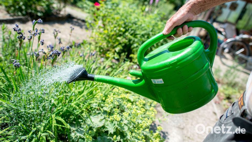 21 Amberg-Sulzbacher haben jetzt ganz offiziell bestätigt einen Naturgarten. Zu den vielen Kriterien, die sie dafür erfüllen müssen, gehört die Nutzung von Regenwasser. Symbolbild: Hauke-Christian Dittrich/dpa
