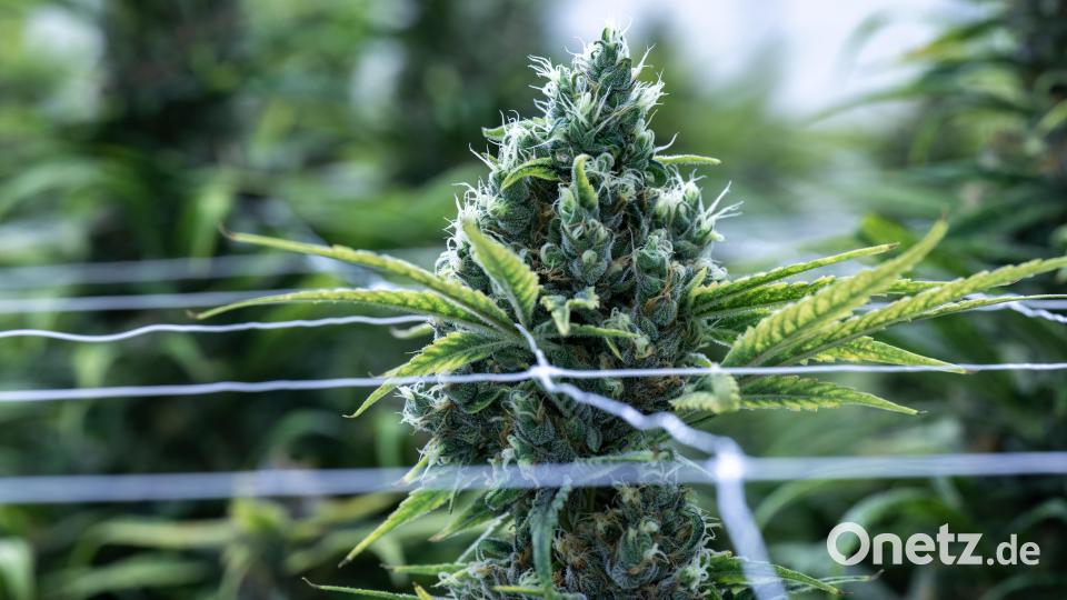 Das Bundeskabinett hat Eckpunkte für eine Cannabis-Legalisierung in Deutschland beschlossen. Symbolbild: Hendrik Schmidt