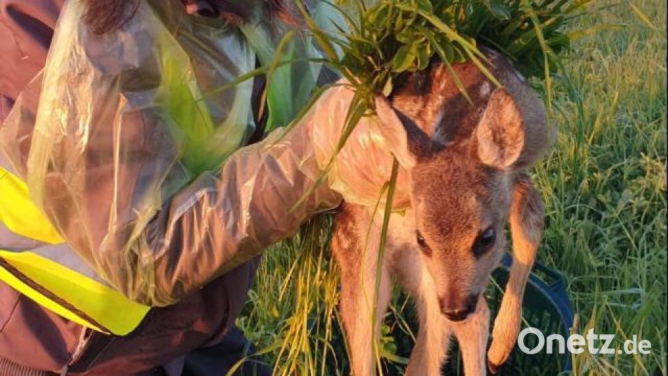 Der Verein Rehkitzrettung NEW-WEN ist 2021 gegründet worden. Mit Drohnen wollen die Helfer die Tiere in Wiesen aufspüren und Unglücke verhindern. Bild: Rehkitzrettung NEW-WEN/exb