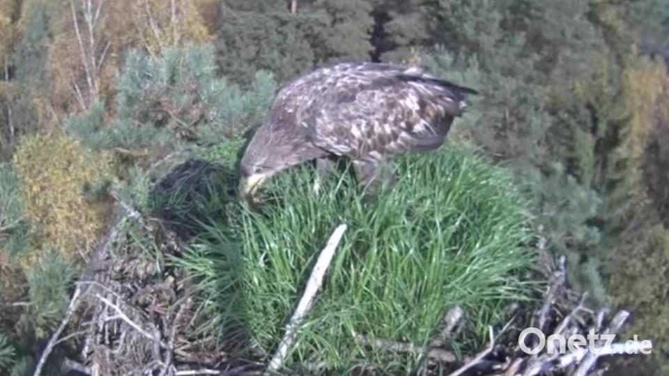 Ein seltener Gast am Adlerhorst am Großen Rußweiher in Eschenbach. Screenshot: Forstrevier Eschenbach/exb