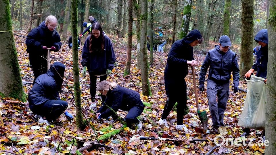 Neustädter Gymnasiasten arbeiten im Flosser Forst. Dort ernten sie heuer sogenannte Wildlinge, Jungpflanzen besonderer Bäume, die an anderer Stelle wieder verpflanzt werden können. Bild: le