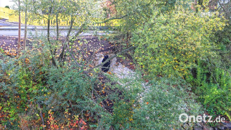 Der Auslauf in die Fichtelnaab. Bild: njn