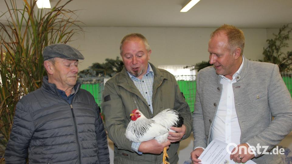 Vorsitzender Gerhard Heindl (Mitte) vom Rassegeflügelzuchtverein Schnaittenbach-Hirschau, selbst ein erfahrener und vielfach ausgezeichneter Züchter von Zwergwyandotten, zeigt bei der Kaolinpottschau seine Hühner im Farbschlag schwarz-weiß-gescheckt, die er neu züchtet. Auf großes Interesse stößt er damit beim Ehrenvorsitzenden Erwin Singer (links) und bei Bürgermeister Marcus Eichenmüller. Bild: ads