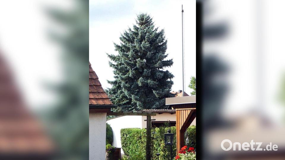 Diese Fichte aus der Plechstraße wird der Weihnachtsbaum für den Amberger Marktplatz. Bild: Bernhard Frank, Stadt Amberg/exb