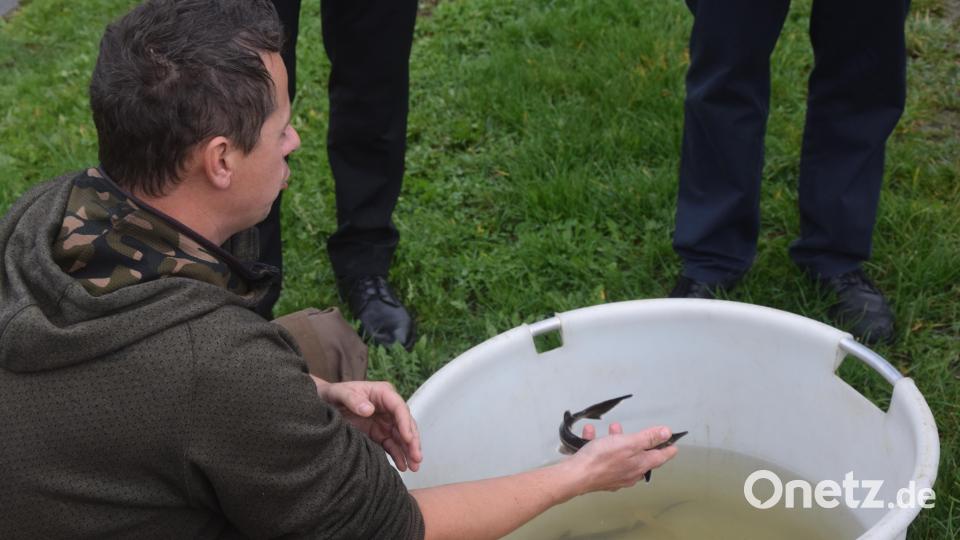 Es wird noch Jahre dauern, bis der kleine Stör, den Teichwirt Kevin Bäumler in der Hand hält, &quot;Oberpfälzer Kaviar&quot; liefert. Bild: fz