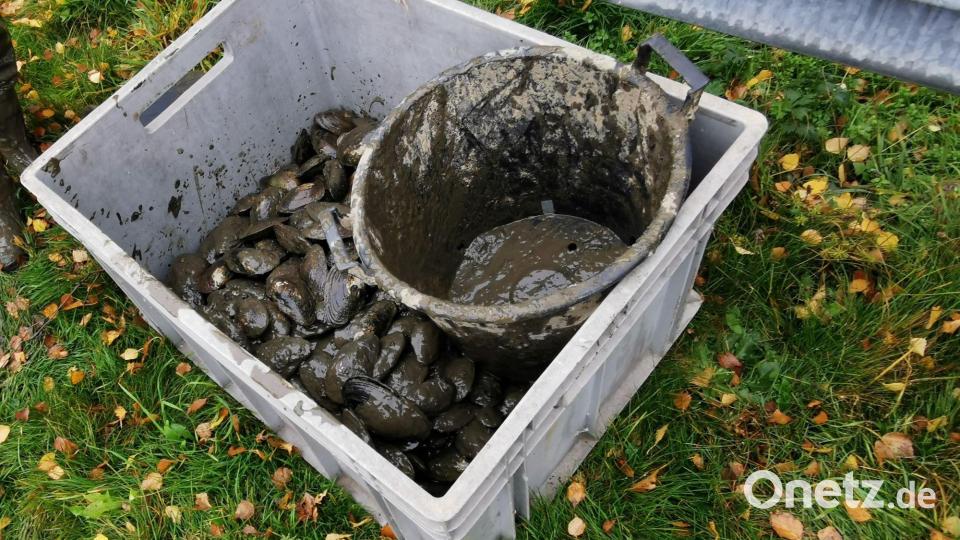 Im See tauchen zahlreiche Teichmuscheln auf, ein Beleg für die gute Wasserqualität Bild: gz