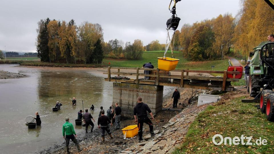 Zahlreiche Mitglieder vom Fischereiverein treffen sich zum Abfischen am Atzmannsee Bild: gz