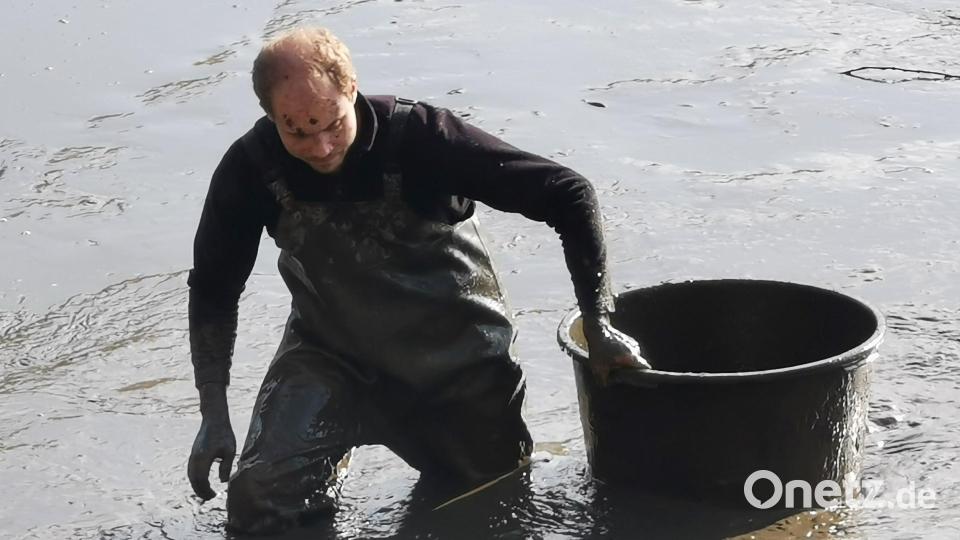 Die leidenschaftlichen Fischer suchen nach im Schlamm versteckten Aalen. Bild: gz