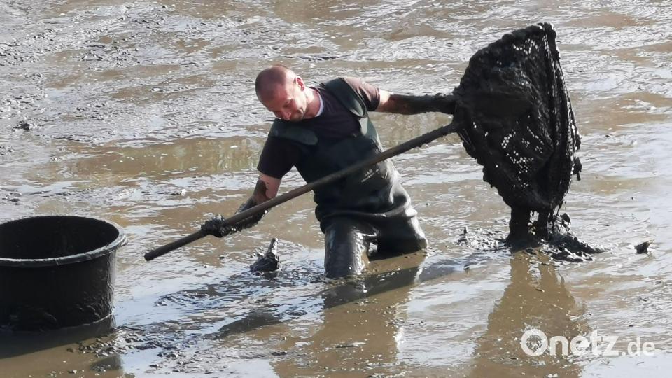 Perfekt mit Wathose, Kescher und Behältnis ausgerüstet, geht's in den knietiefen Schlamm. Bild: gz