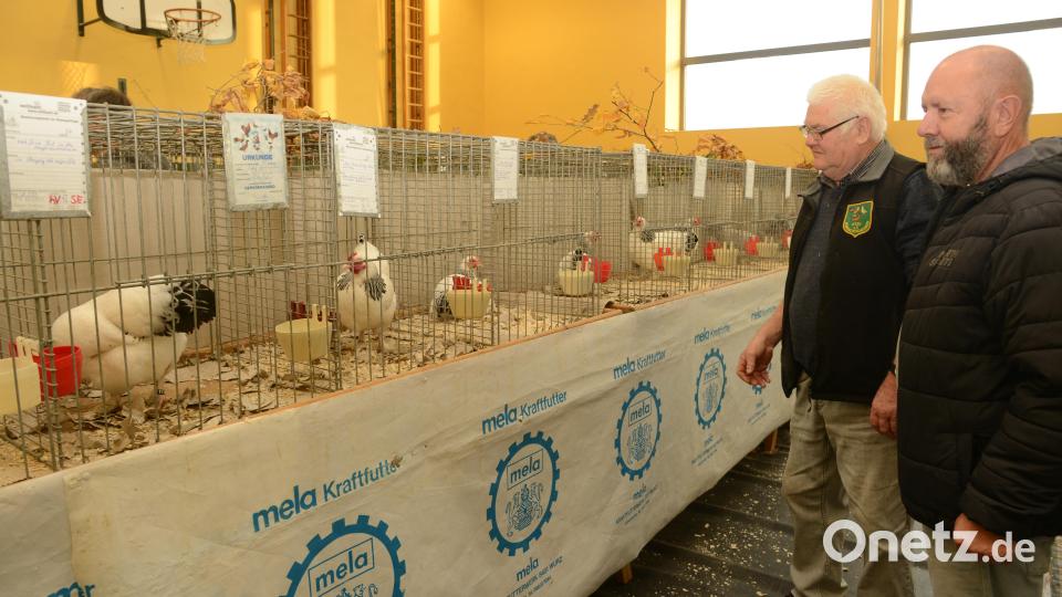Vorsitzender Karl Luber (Zweiter von rechts) begutachtet mit einem Züchterfreund die ausgestellten Hühner. Bild: bey