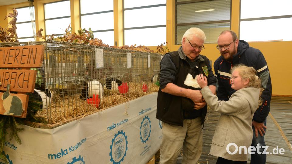 Kuschelige Langohren haben bei der Ausstellung der Kleintierzüchter einfach die meisten Fans. Landrat Andreas Meier (rechts) kam zu einem privaten Besuch mit seinem Töchterchen zur Ausstellung. Vorsitzender Karl Luber (links) holt schnell einen Hasen aus dem Käfig, der dann viele Streicheleinheiten erhält. Bild: bey
