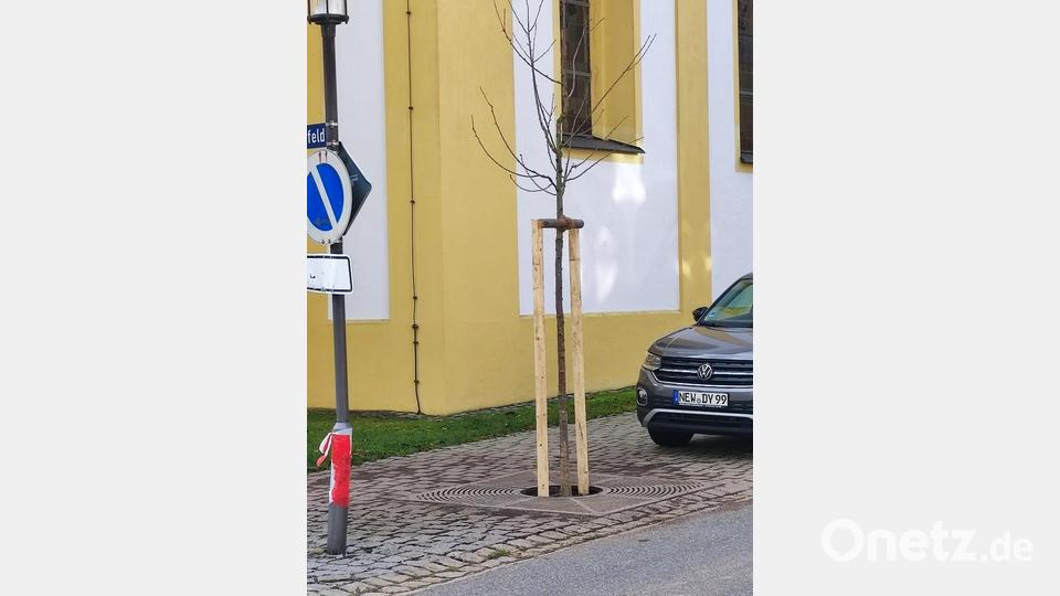 Einer der ersetzten Bäume an der Kirche Bild: hme