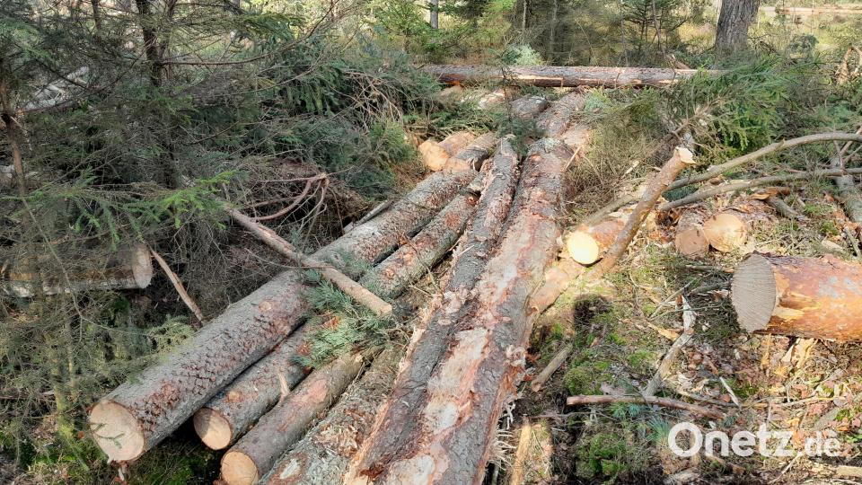 Holzernte am Moorand mit Harvester. Das Bild zeigt einen sogenannten „Knüppeldamm“. Dieser dient zur bodenschonenden Überfahrt von Wassergräben. Bei der letzten Überfahrt des Rückefahrzeugs werden die Stämme wieder entfernt. Bild: Robert Werne/Bayerische Staaatsforsten/exb