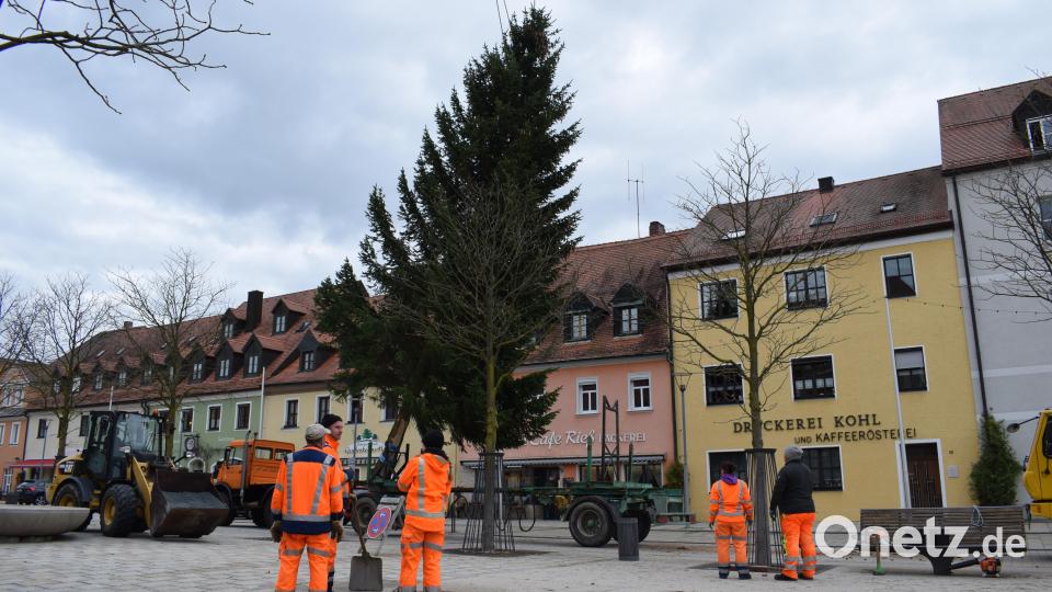 Die Fichte ist 16 Meter hoch und 1,8 Tonnen schwer. Damit ist er diesjährige Weihnachtsbaum ein bisschen kleiner als der von 2021. Bild: szl