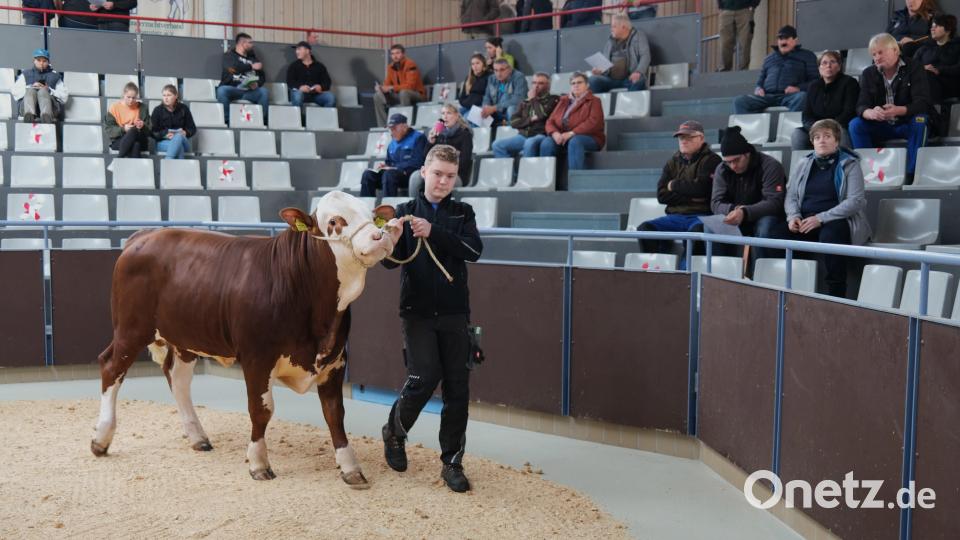 Dieser einjährige Jungbulle wurde bei der Auktion im Tierzuchtzentrum für 26 000 Euro ersteigert und erhielt den Namen &quot;Hebammer&quot;. Er kommt nun in eine Besamungsstation nach Landshut. Bild: Hirsch