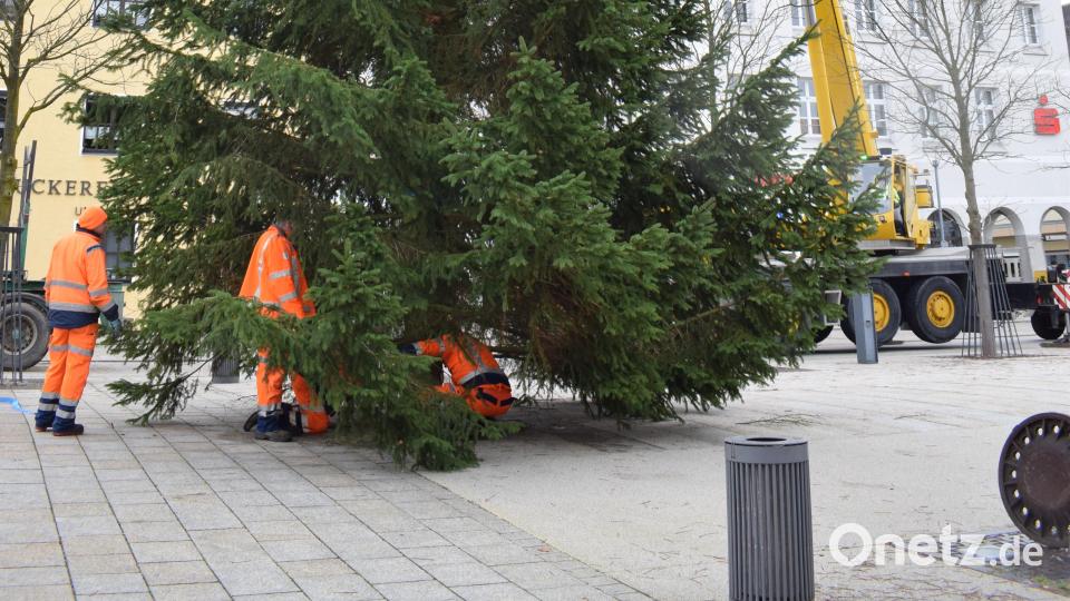 Gut zwei Wochen vor dem ersten Advent stellten Bauhofmitarbeiter der Stadt Tirschenreuth den Christbaum auf dem Marktplatz vor dem Rathaus auf. Bild: szl