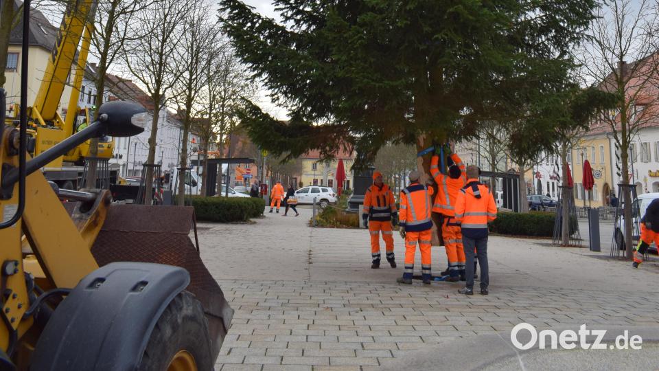 Mit Gurten am Baustamm wurde die "Zwiesel" in der Verankerung gesichert. Bild: szl
