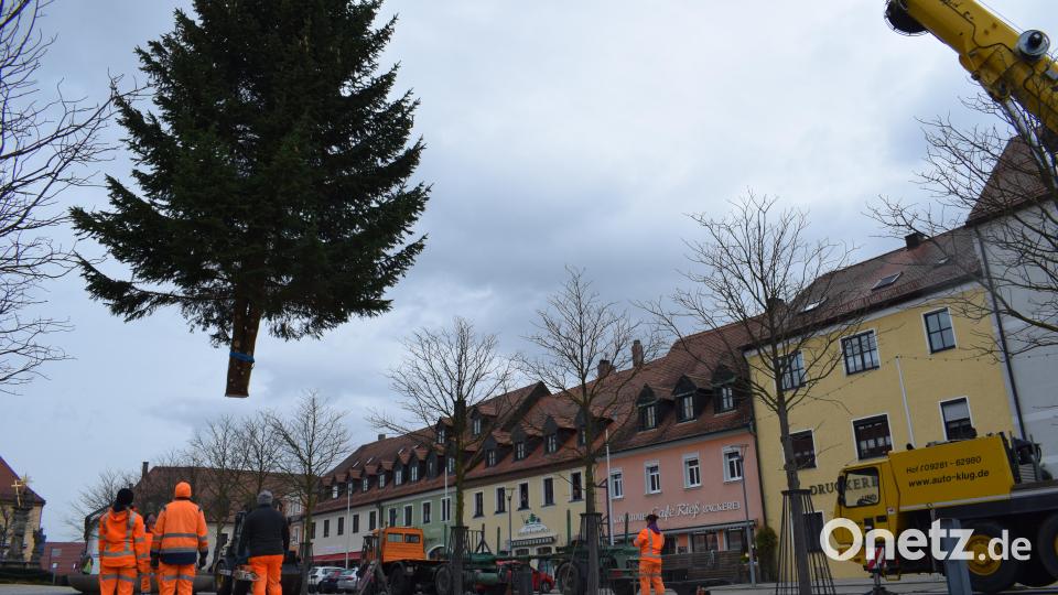 Der Christbaum der Stadt hat nämlich eine Besonderheit: Die Fichte ist eine sogenannte "Zwiesel". Der Baumstamm hat sich in zwei gleich starke Arme ("Stämmlinge") ausgewachsen. Bild: szl