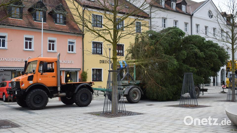 Zur Verfügung gestellt hat ihn Familie Müller aus der Siedlung Rote Erde. Die Familie kaufte die Fichte vor 30 Jahren im Pflanzkübel stellte sie als Christbaum ins Haus. Bild: szl