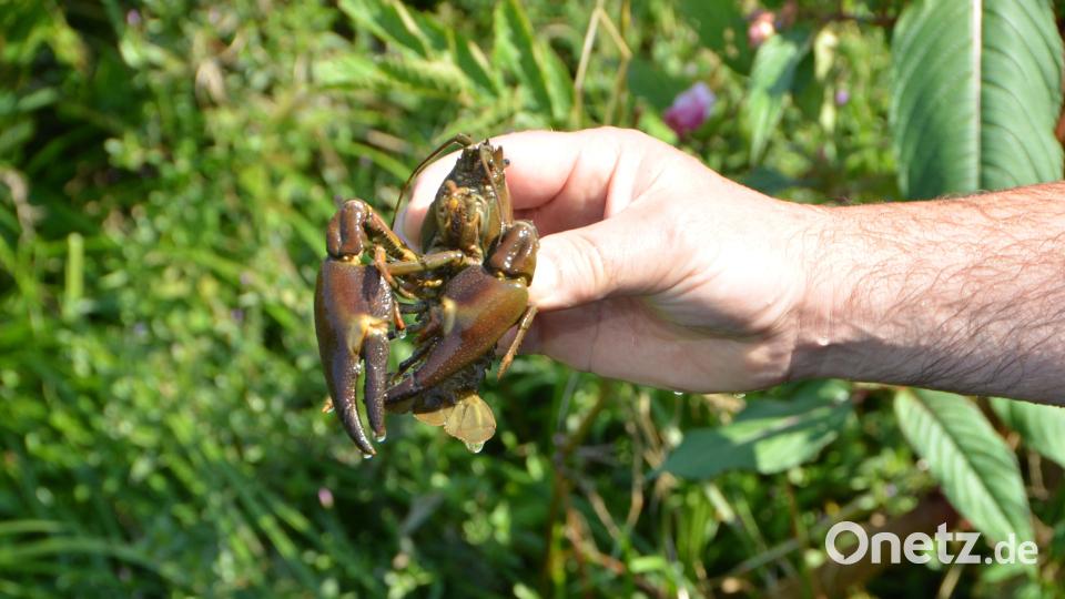 Die Einleitung der Insektizide löste ein massenhaftes Krebssterben aus. Auch andere Bachbewohner wurden vernichtet. Archivbild: dob
