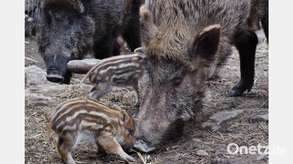 Wildschwein und Frischling: Mögliche Überträger der Afrikanischen Schweinepest. Archivbild: Popp/exb