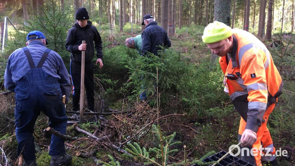 Mit einem besonderen Pflanzspaten werden die knapp 200 Tannensetzlinge spatentief in den Gemeindewald gepflanzt und mit einem Bambusstäbchen kenntlich gemacht. Bild: cro