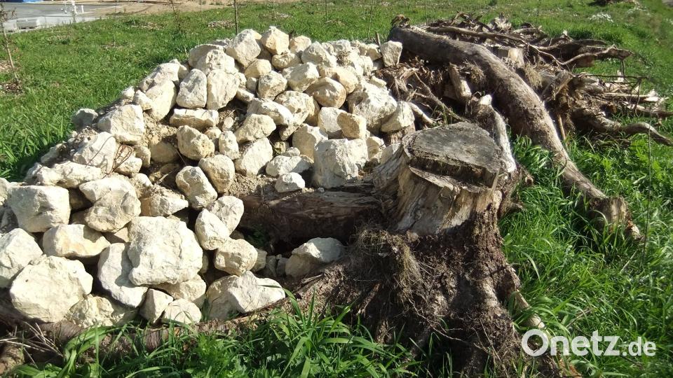 Mehrfach abgelagerte, größere Haufen von Schottersteinen samt altem Wurzelholz liegen in der Ausgleichsfläche entlang der B 85 auf der Ostseite. Sie dienen neben den umfangreich getätigten Baumpflanzungen der Förderung des Naturschutzes im Bereich der Kleinlebewesen. Bild: gm