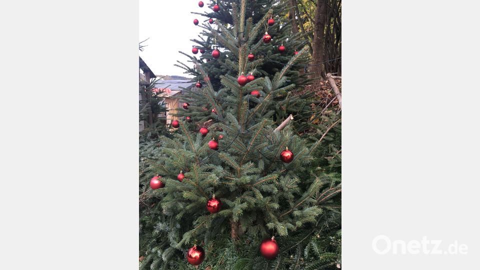 Dieser Baum ist bereit für den Weihnachtszauber. Bild: ihl