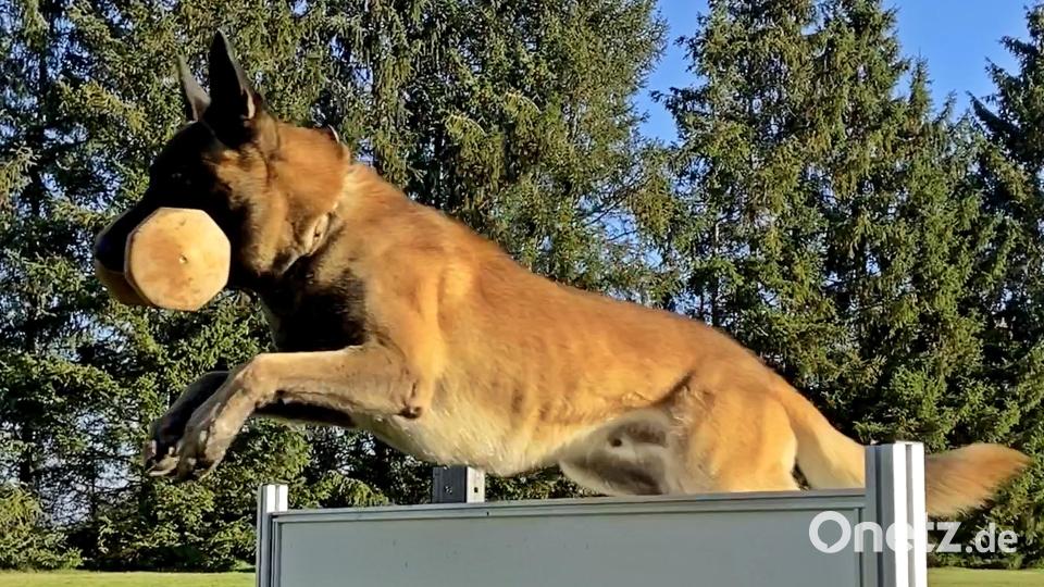 Der Hund „Chuck (wie Norris)“ von Stefan Prantl springt gerade über ein Hindernis. Bild: R. Kreuzer
